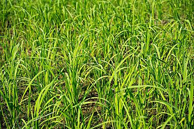 Bungie可能正在开发一款《命运》主题手游